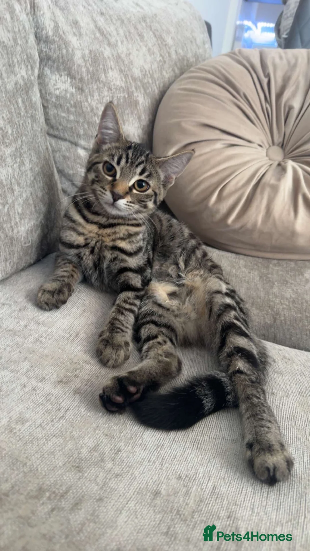 British Shorthair cats for sale: Male and female 4 month old kittens  in Welwyn Garden City - Advert 2