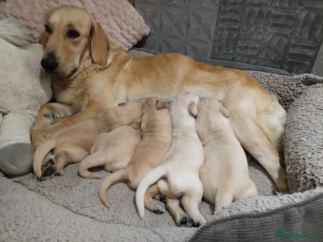Golden Retriever dogs for sale: PEDIGREE GOLDEN RETRIEVERS  - Advert 1
