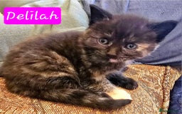 Mixed Breed cats for sale: Beautiful Kittens  - Image 31