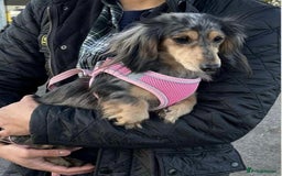 Miniature Dachshund dogs for sale: Beyond Exclusive Luxury Pink  - Image 3