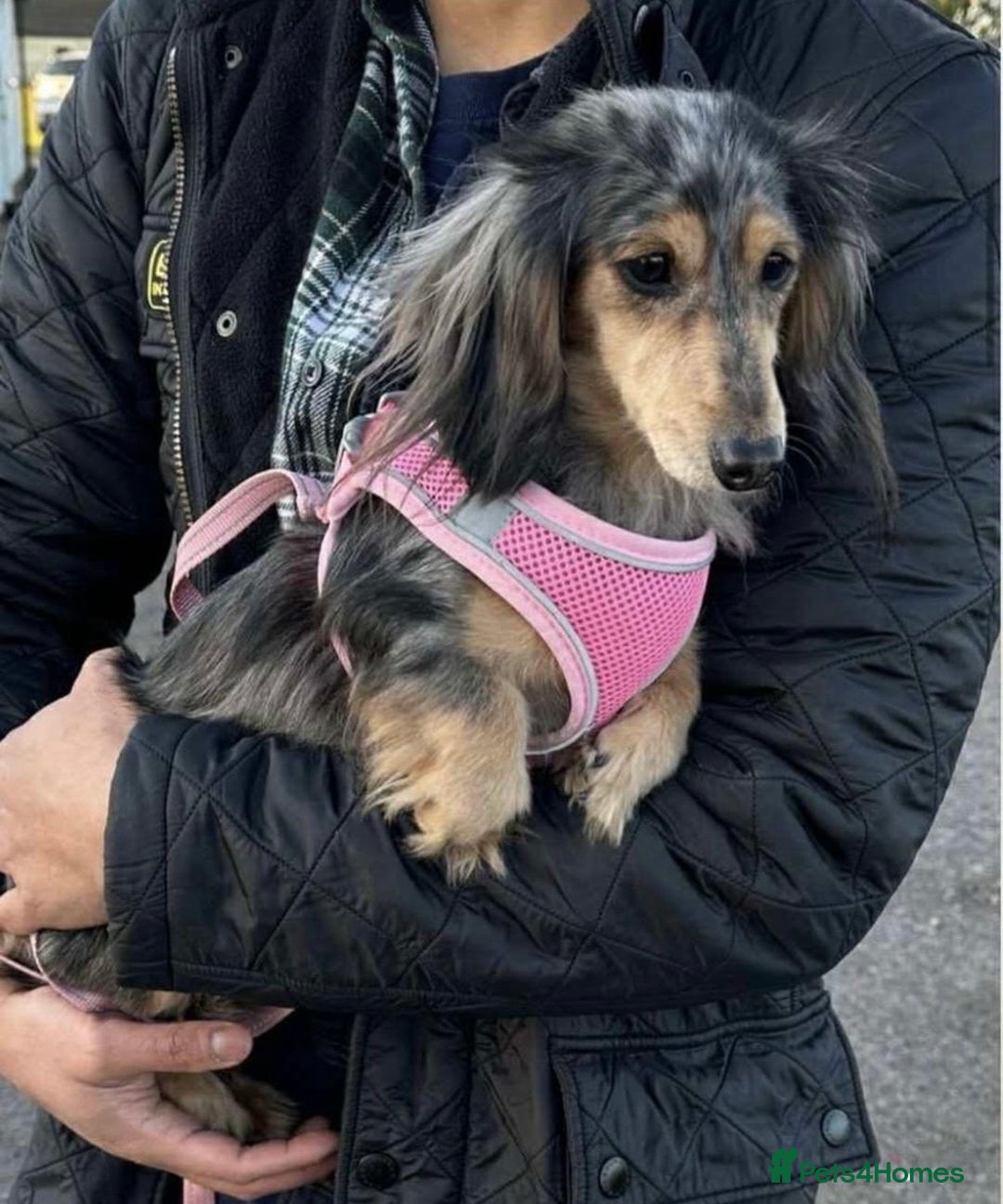 Miniature Dachshund dogs for sale: Beyond Exclusive Luxury Pink  - Image 3