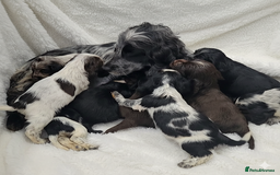 Cocker Spaniel dogs for sale: Exceptional Pedigree Show Type English Cockers  - Image 3