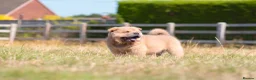 Chow Chow dogs for sale: Stunning smooth and fluffy ChowChow puppies  - Advert 11