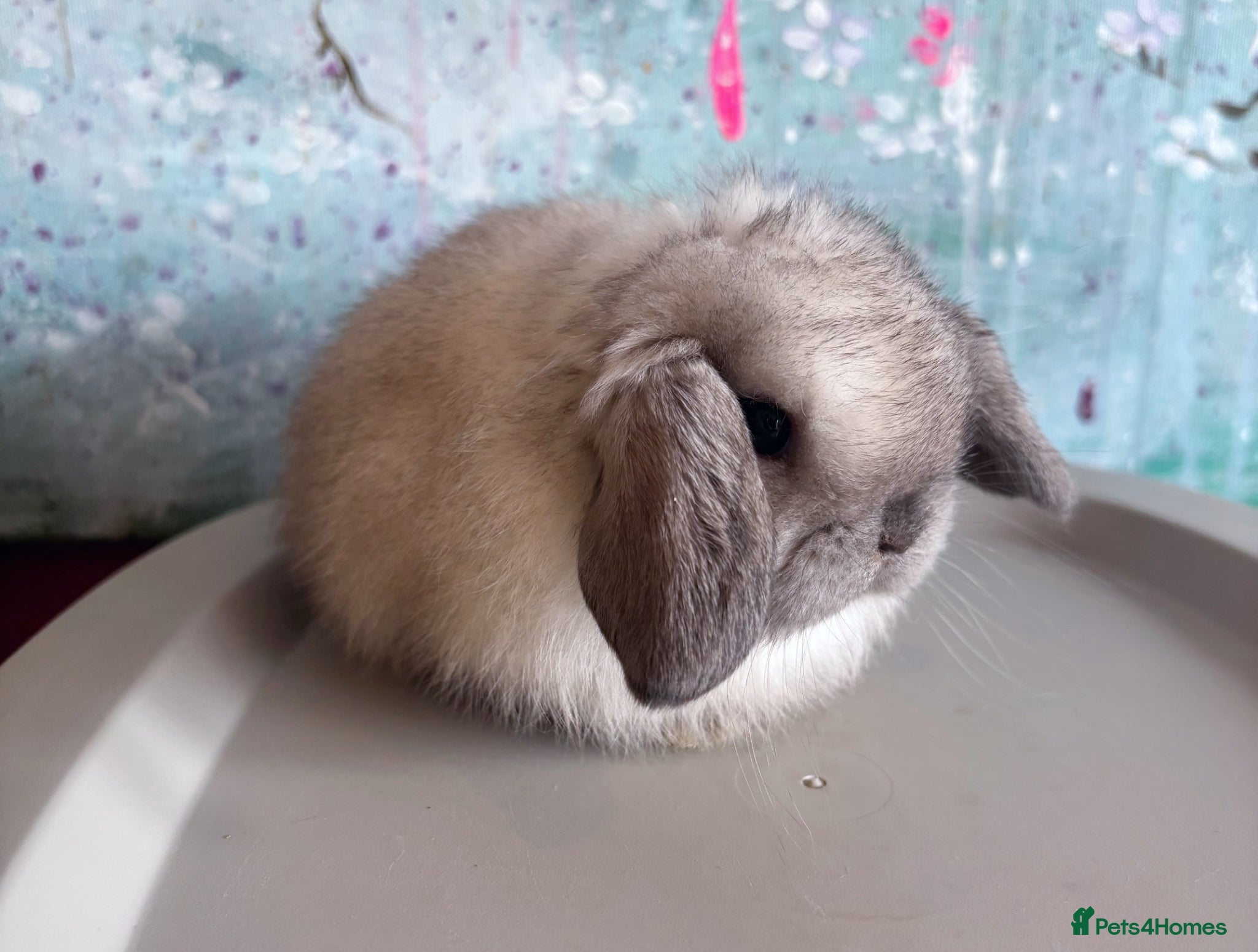 Mini Lop rabbits 🩷 Beautiful Mini Lop Pair Available 🩷 - Advert 20