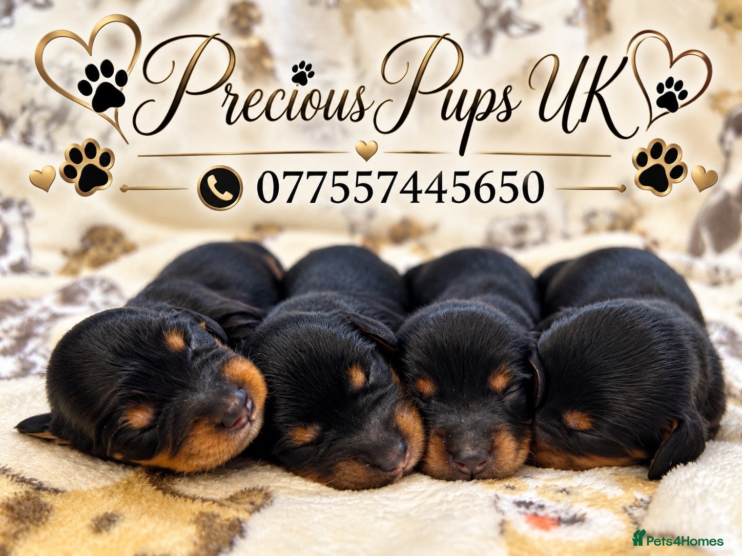 Miniature Dachshund dogs for sale: 🤎Miniature Long-Haired Dachshund Puppies🤎 - Advert 1