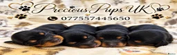 Miniature Dachshund dogs for sale: 🤎Miniature Long-Haired Dachshund Puppies🤎 - Advert 1