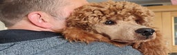 Miniature Poodle dogs for stud: Stunning health tested KC Red Miniature Poodle in Cannock - Advert 28