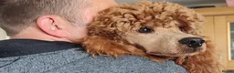 Miniature Poodle dogs for stud: Stunning health tested KC Red Miniature Poodle in Cannock - Advert 28