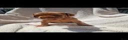 Hungarian Vizsla dogs for sale: Part Trained Daisy’s 2nd litter Hungarian vizsla - Advert 12