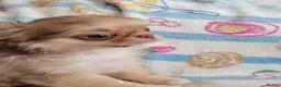 Chihuahua dogs for sale: Beautiful long haired chihuahua puppies - Advert 5