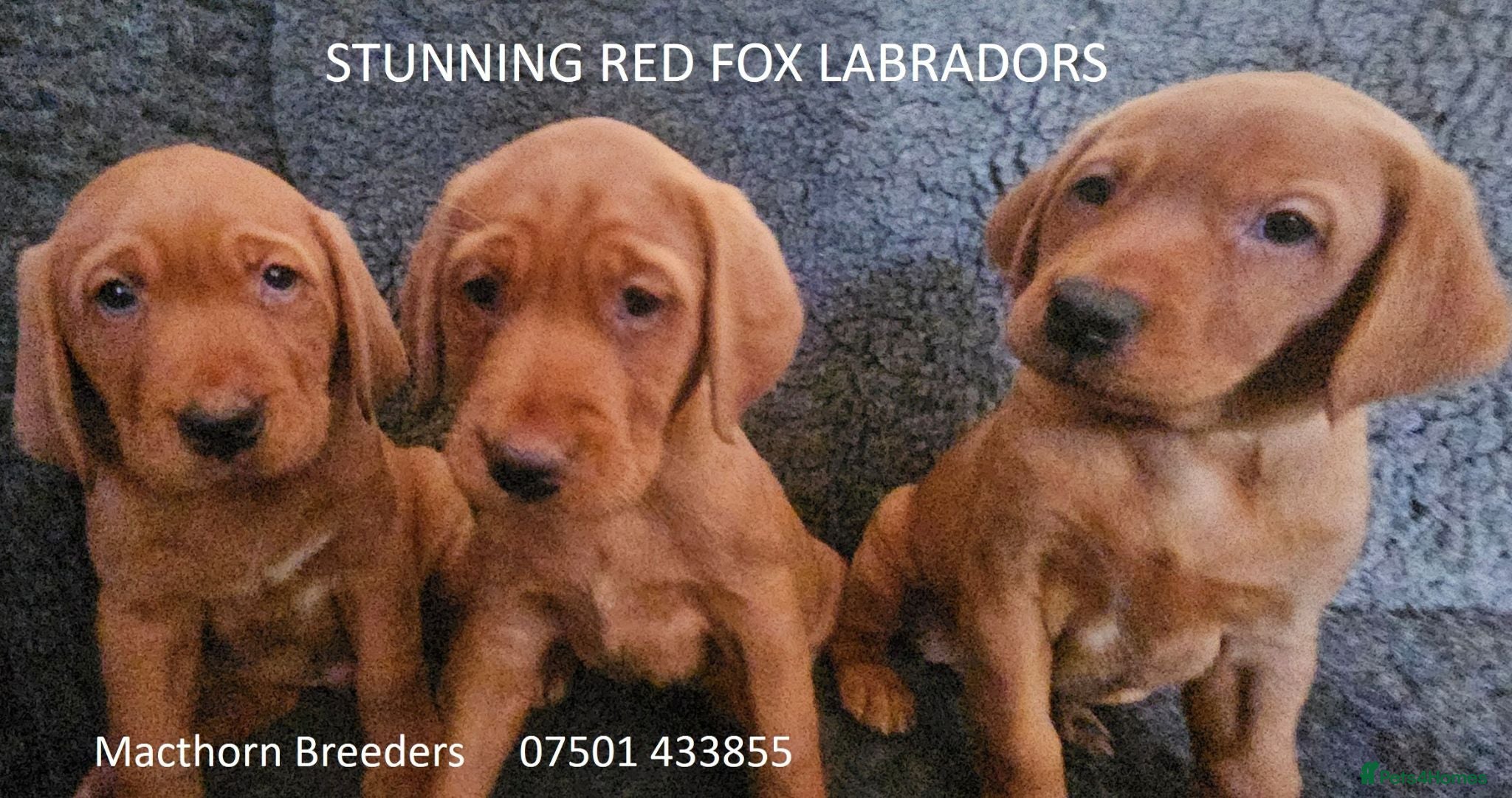 Labrador Retriever dogs Stunning Red/Golden Labs-KC Reg, Health Checked - Advert 15