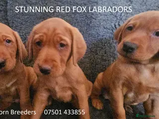 Labrador Retriever dogs Stunning Red/Golden Labs-KC Reg, Health Checked - Advert 15