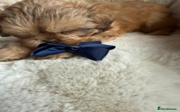 Shih Tzu dogs for sale: 4 imperial shih Tzu beautiful boys  - Image 9