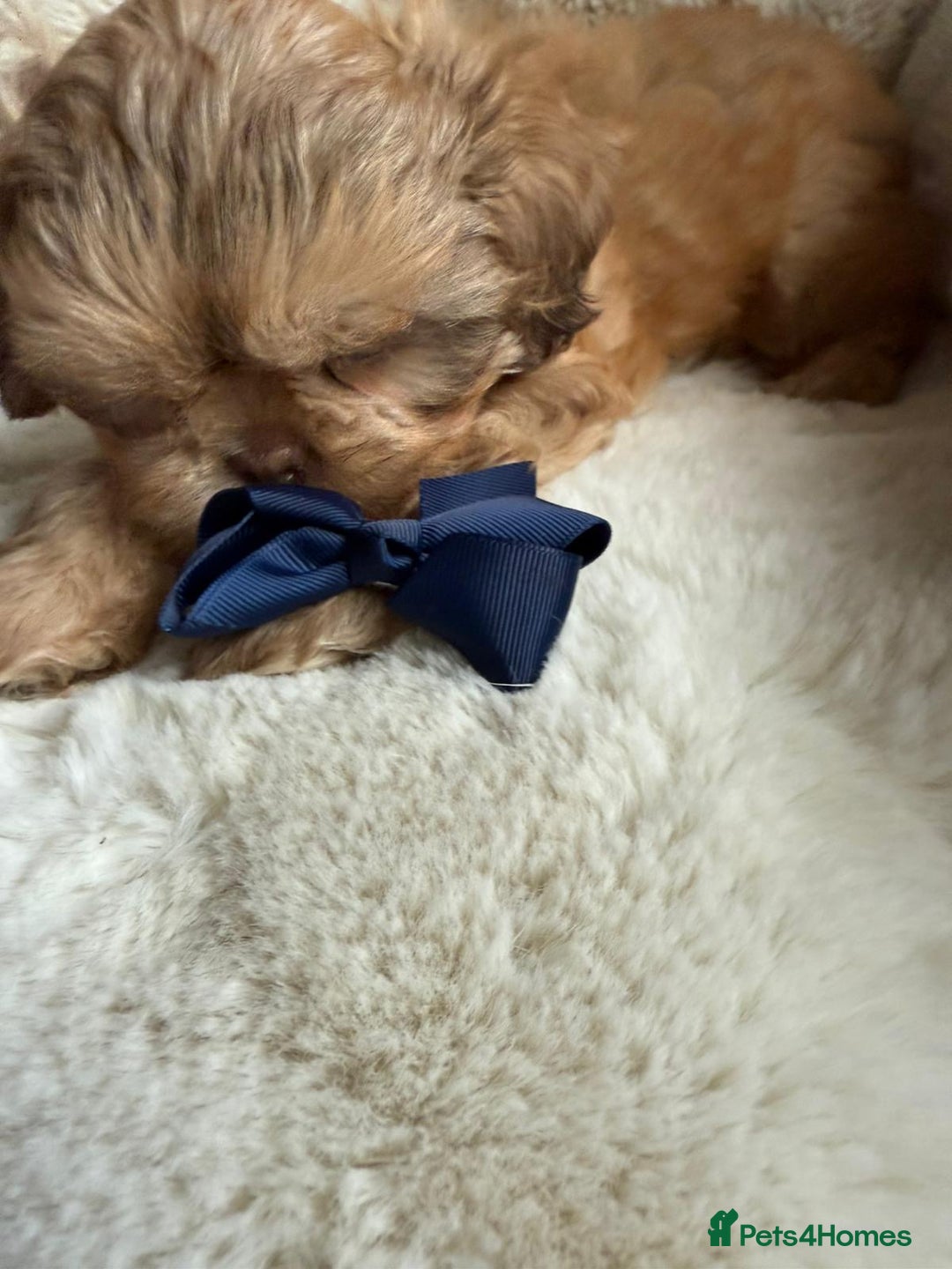 Shih Tzu dogs for sale: 4 imperial shih Tzu beautiful boys  - Image 9