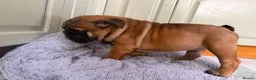English Bulldog dogs for sale: Last boy Reduced English bulldogs - Advert 4