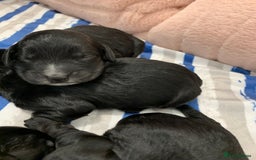 Cockapoo dogs for sale: F1 & F1b puppies. Health tested.  - Image 6