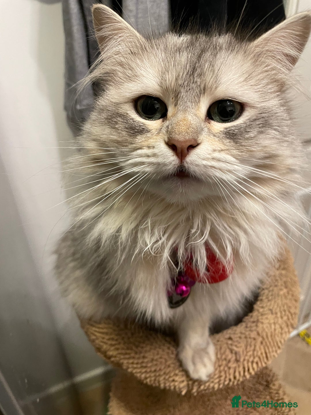 Siberian cats for sale: Siberian cross kittens - Image 1