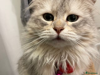 Siberian cats - Advert 3