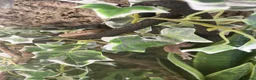 Gecko reptiles for sale: Pascal the Crested Gecko in Trowbridge - Advert 6