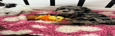 Cockapoo 7