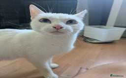 Domestic Shorthair cats for sale: Misty - Image 4