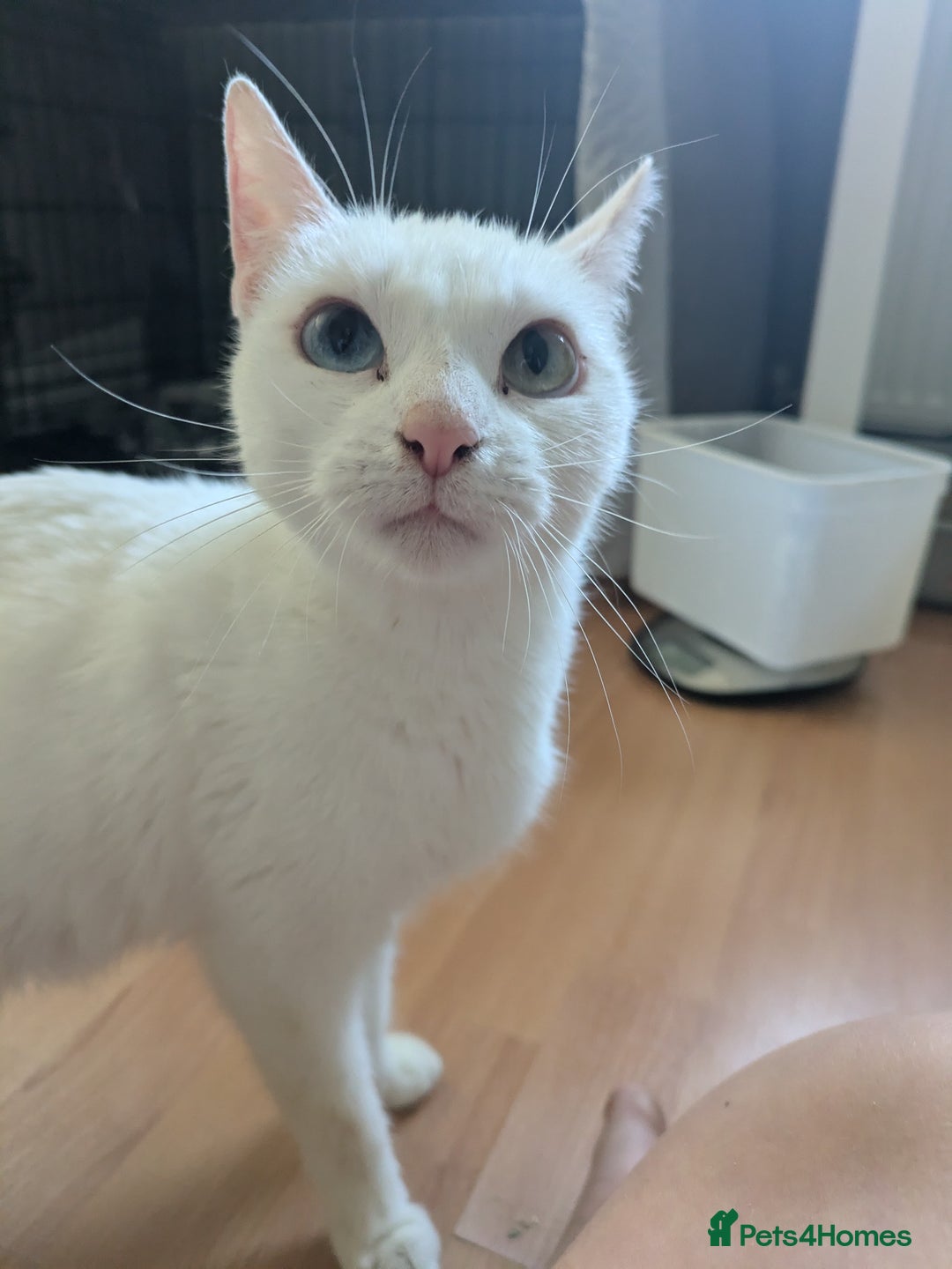 Domestic Shorthair cats for sale: Misty - Image 4