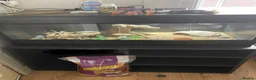 Leopard Gecko reptiles for sale: Leopard gecko  in Ellesmere Port - Advert 5