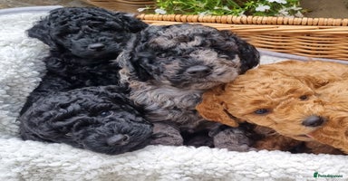 Miniature Poodle dogs - Advert 6