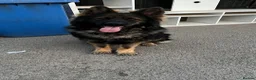 German Shepherd dogs for stud: German shepherd stud  - Advert 1