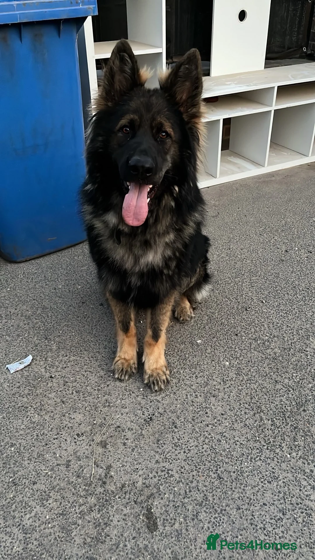 German Shepherd dogs for stud: German shepherd stud  - Advert 1
