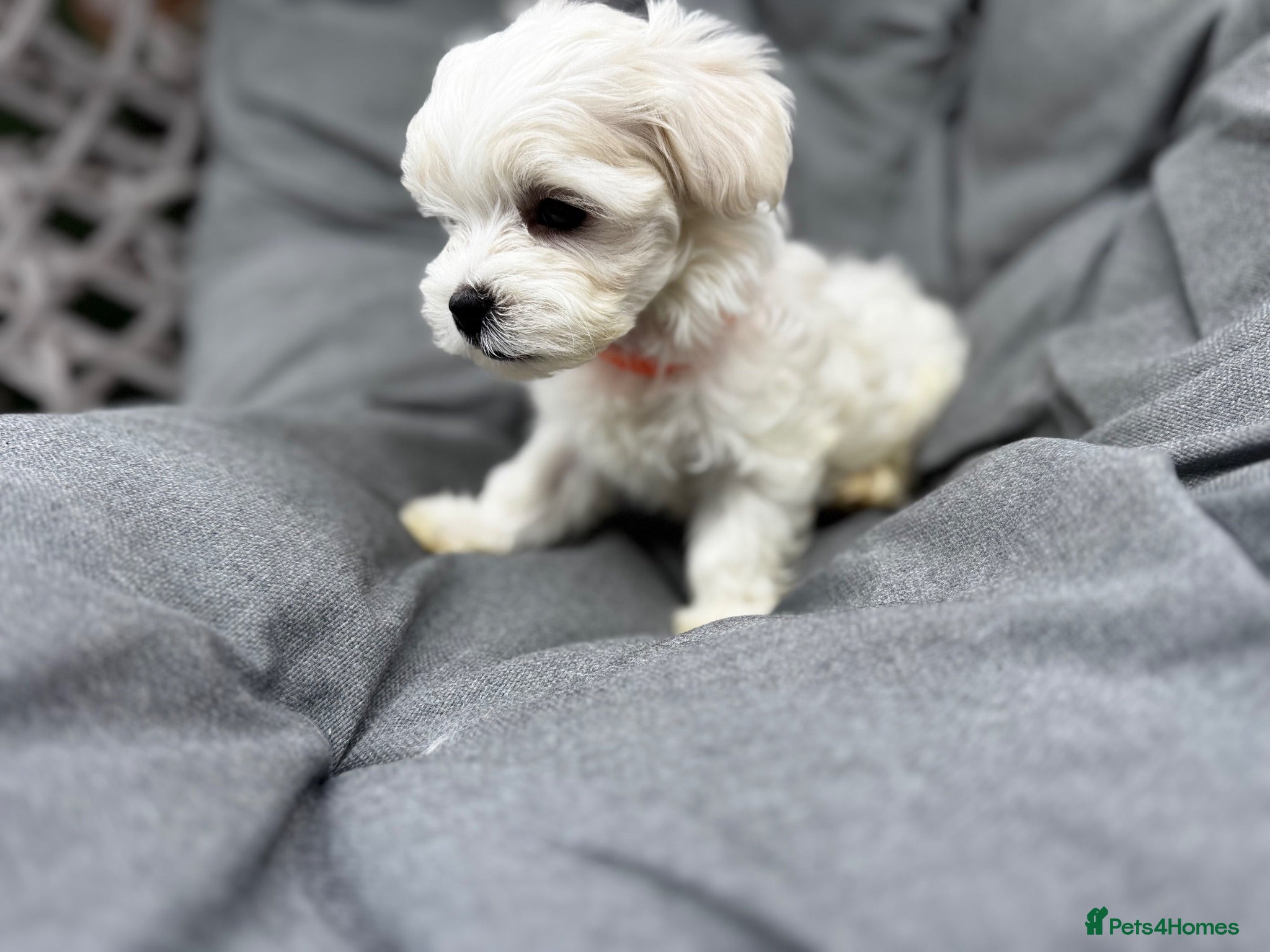 Maltese dogs >>PUREBRED BEAUTIFULLY MALTESE PUPPIES<< - Advert 2
