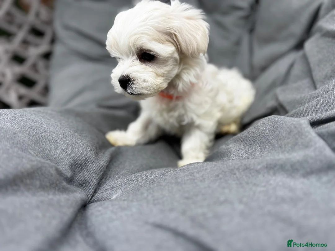 Maltese dogs for sale: >>PUREBRED BEAUTIFULLY MALTESE PUPPIES<< - Advert 1