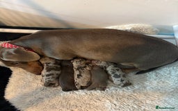 Dachshund dogs for sale: Beautiful litter of dachshund puppies  - Image 1
