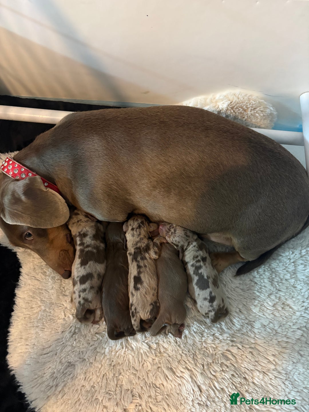 Dachshund dogs for sale: Beautiful litter of dachshund puppies  - Image 1
