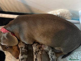 Dachshund dogs - Advert 22