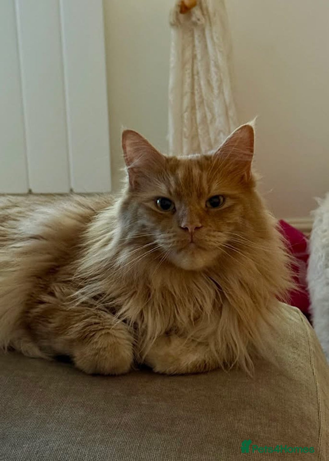 Maine Coon cats for sale: Gorgeous bundles of fluff n mischief  - Image 22