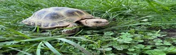 Tortoise reptiles for sale: 6 years old, male Horsefield tortoise in Chesterfield - Advert 1