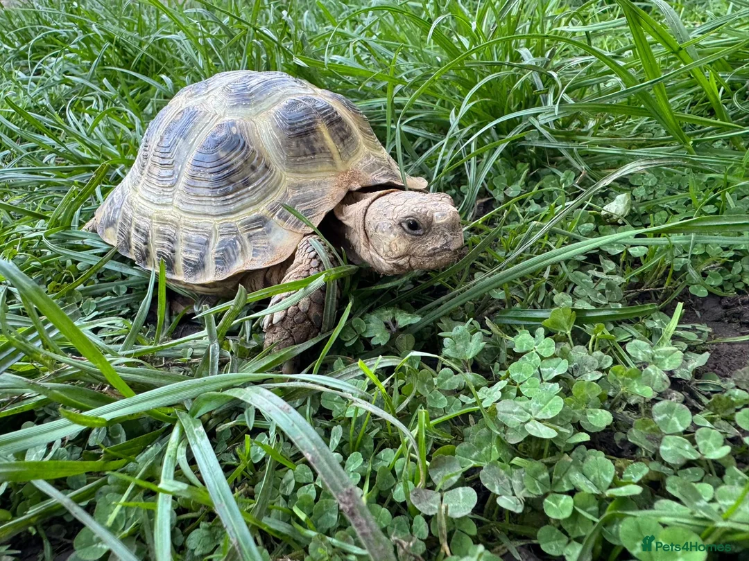 Tortoise reptiles for sale: 6 years old, male Horsefield tortoise in Chesterfield - Advert 1