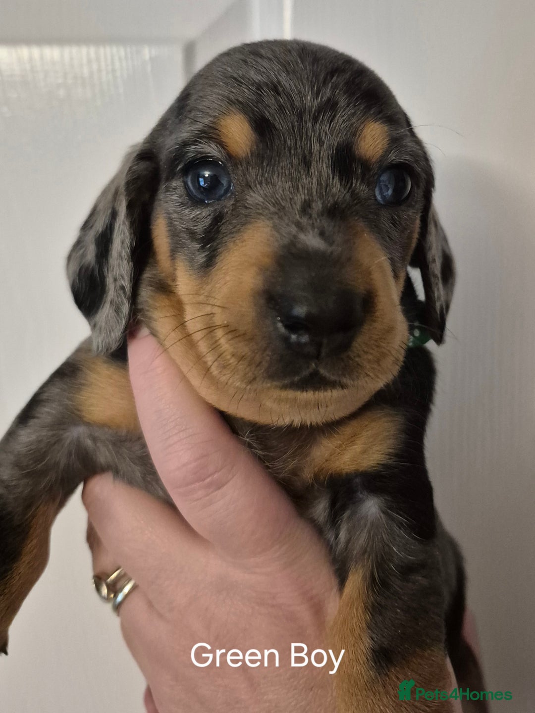 Dachshund dogs for sale: Dachshund Puppies looking for forever homes - Image 18