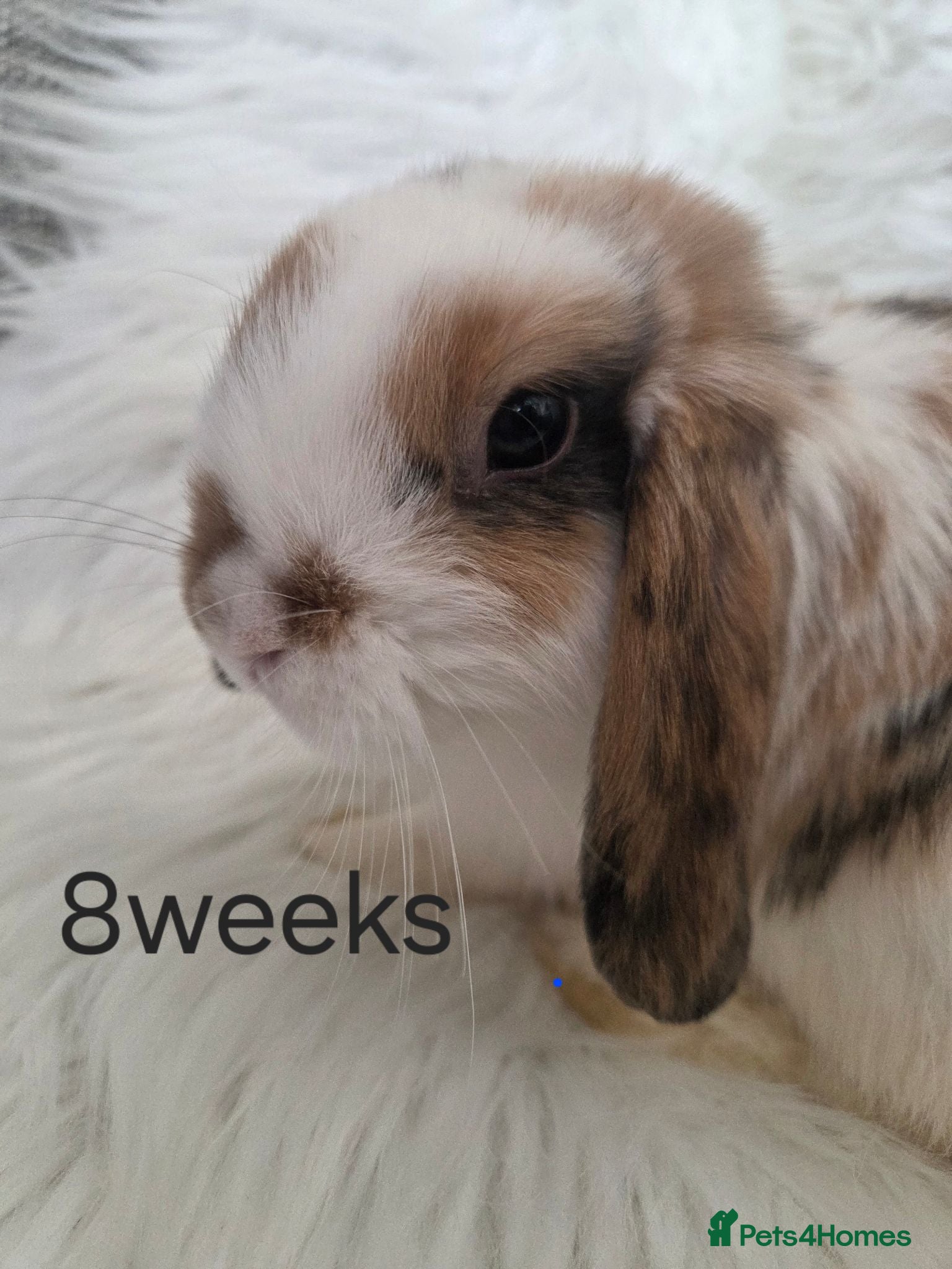 Mini Lop rabbits  Beautiful mini lops boy and girls available.  - Advert 1