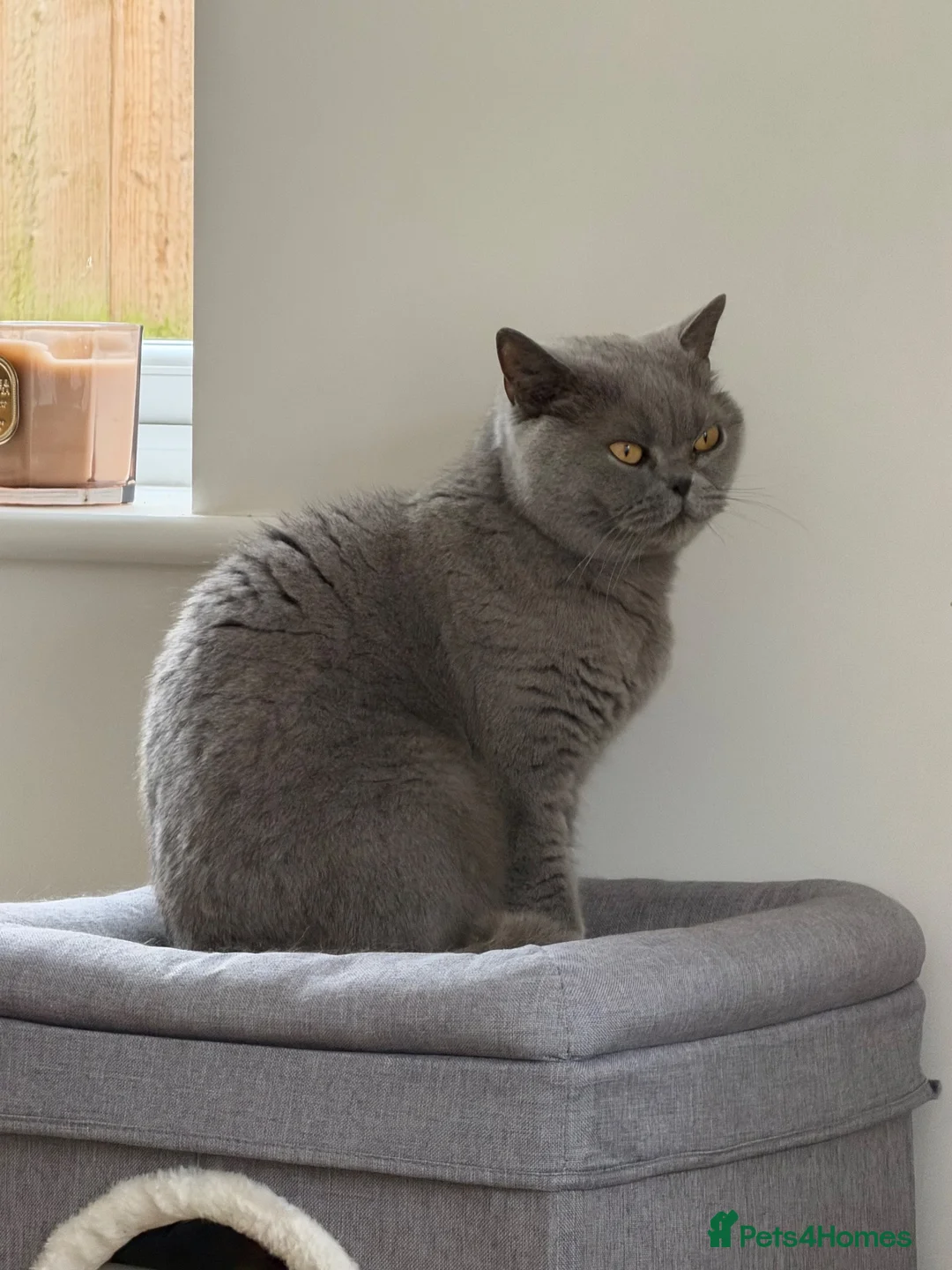British Shorthair cats for sale: Loving home needed for adult  British Shorthair - Advert 2