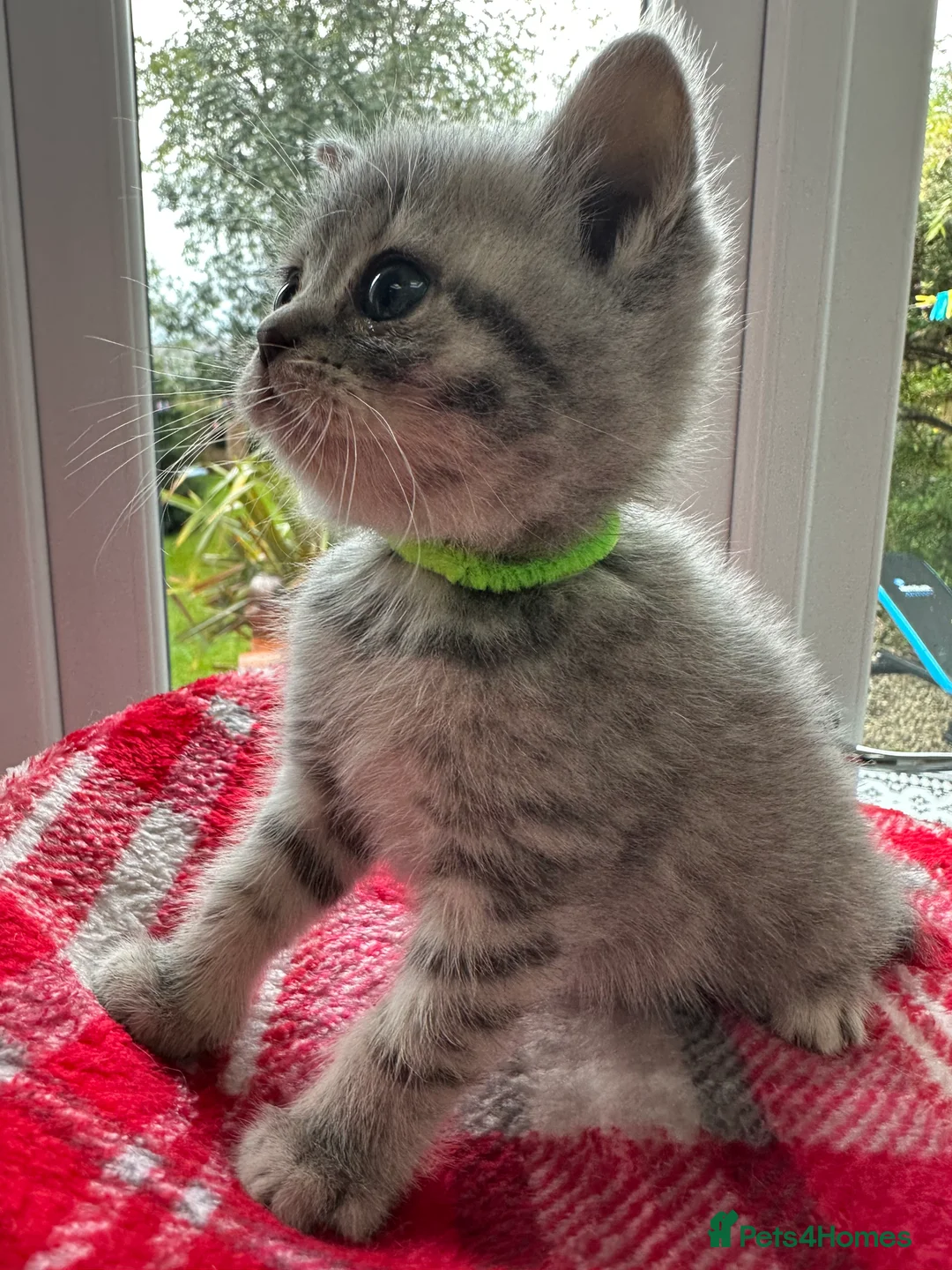 British Shorthair cats for sale: Beautiful BSH Grey Stripe Purebread Kittens - Advert 13