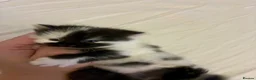 Turkish Angora cats for sale: Turkish angora mix - Advert 26