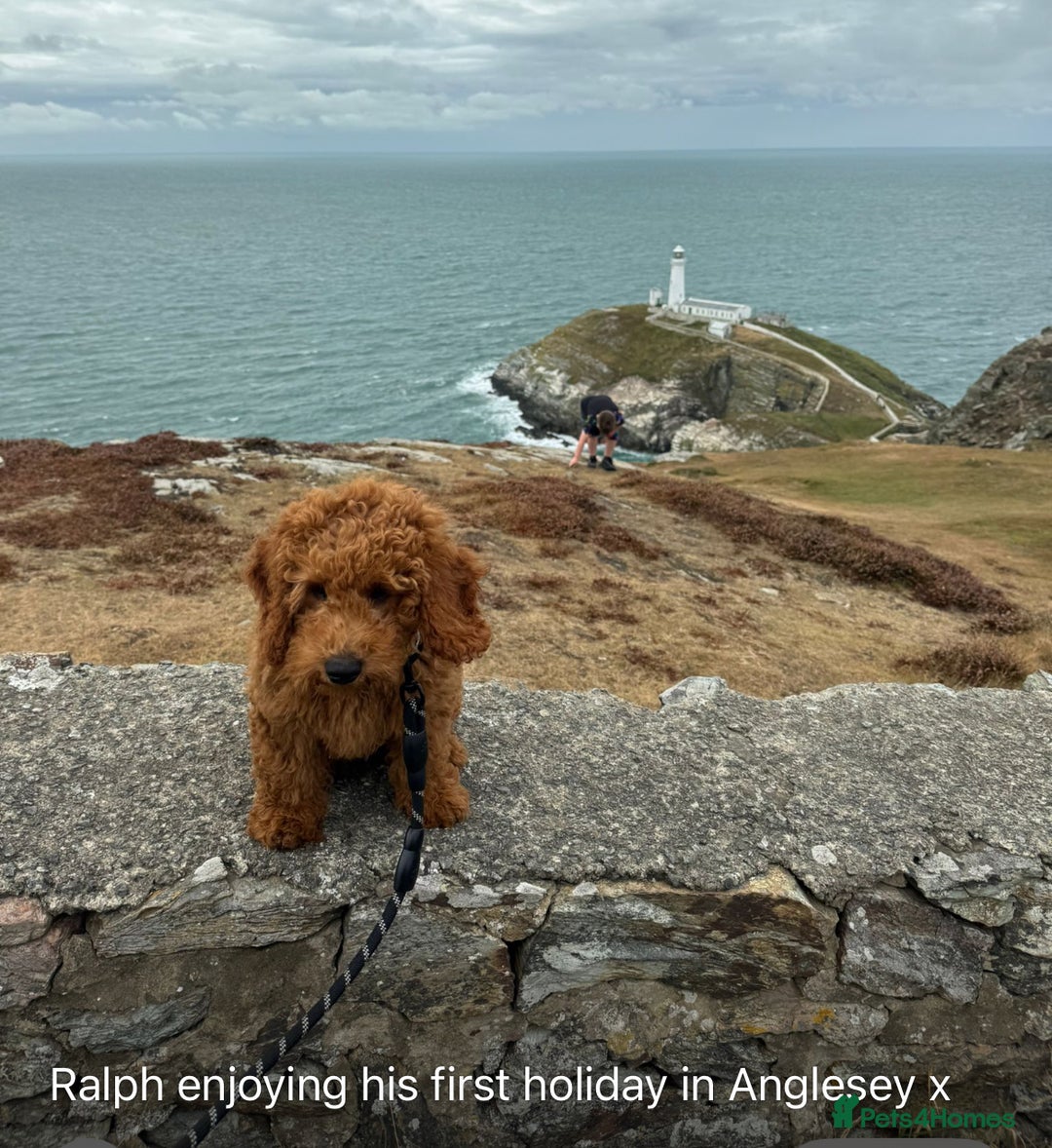 Cavapoo dogs for sale: Top Class Extensively tested Toy Cavapoo pups - Advert 20