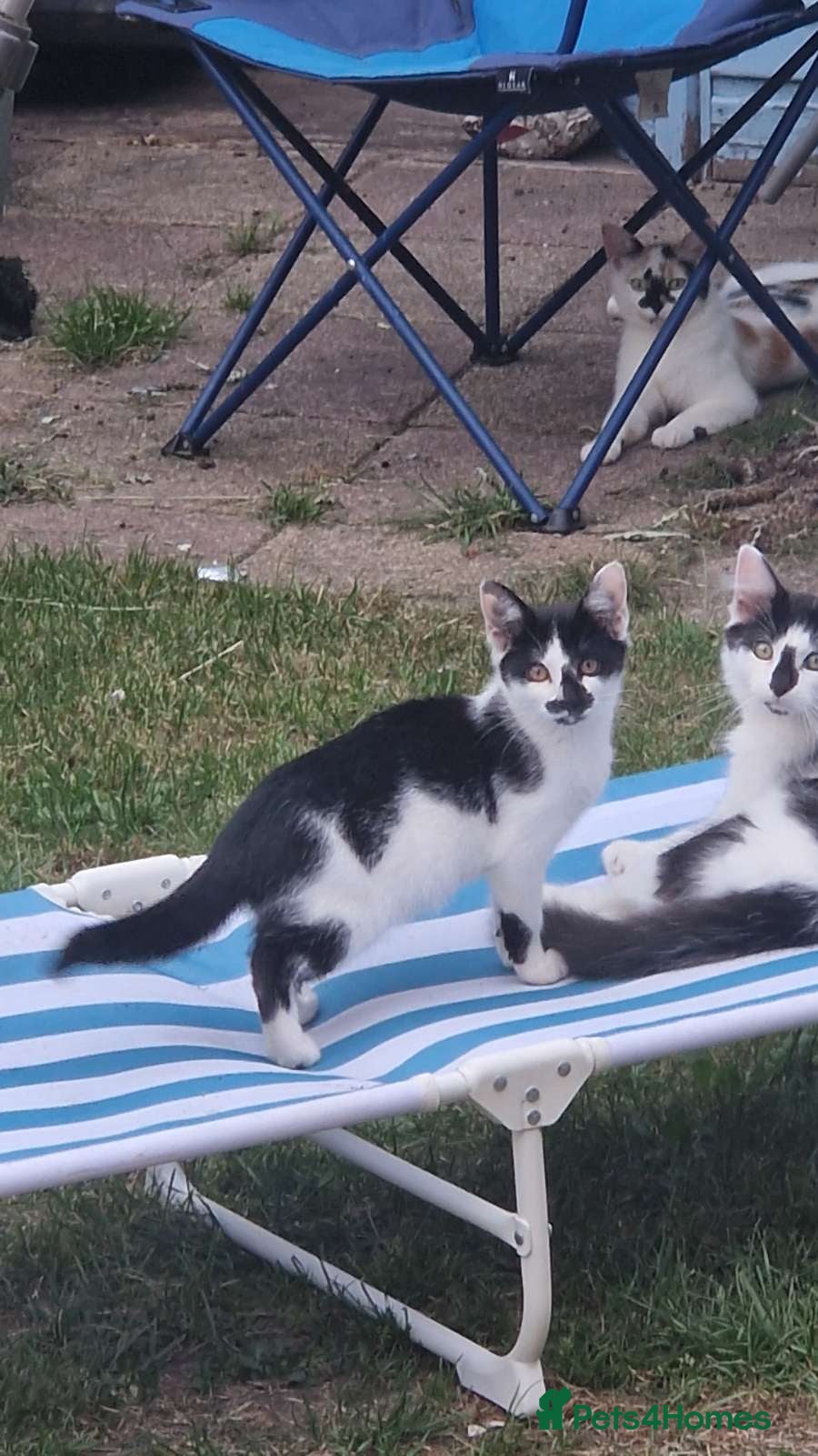 Mixed Breed cats Forever home needed 😍 - Advert 2