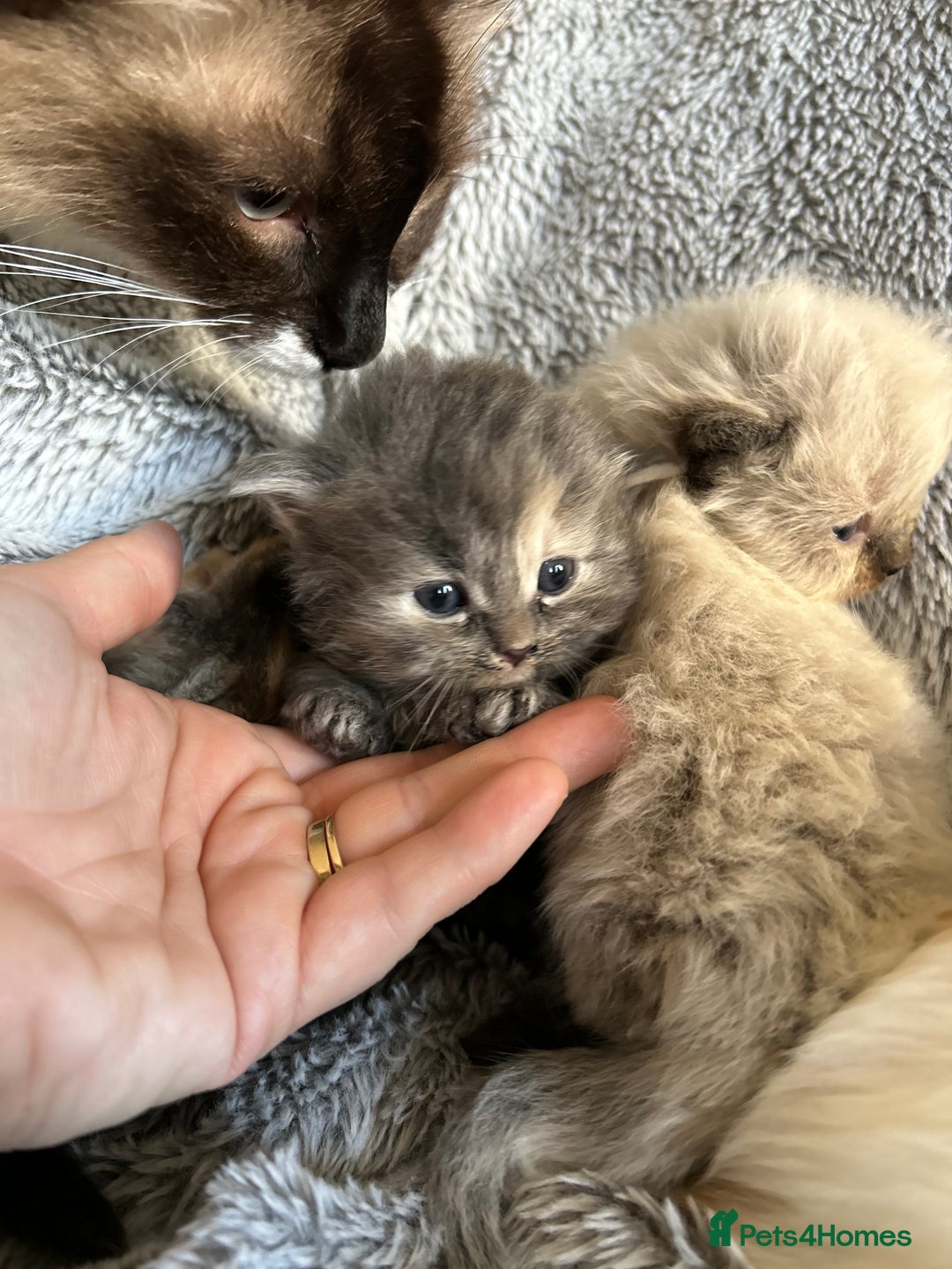 Ragdoll cats for sale: Ragdoll X Persian kittens - Image 8