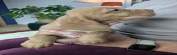 Cocker Spaniel dogs for sale: Stunning Cocker Spaniel Puppies  - Advert 10
