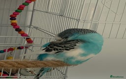 Budgerigars birds for sale: Budgie for rehoming with cage - Image 6