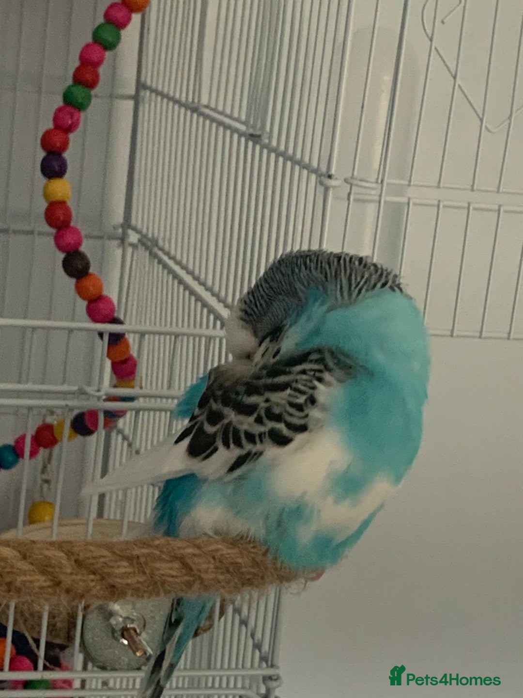 Budgerigars birds for sale: Budgie for rehoming with cage - Image 6