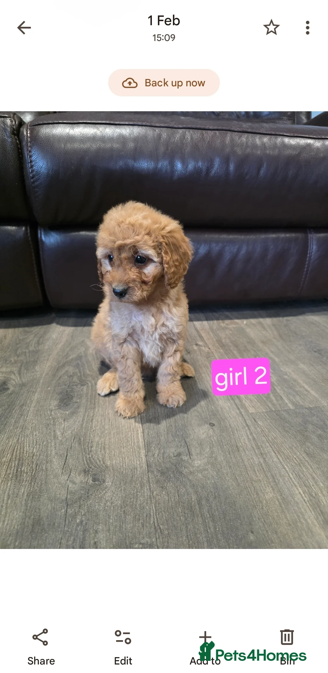 Cockapoo dogs for sale: Adorable Cockapoo pups ready to go 🐾 - Advert 8